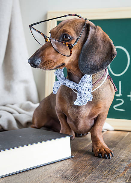 istock Red dachshund dog on wooden table 485707736
