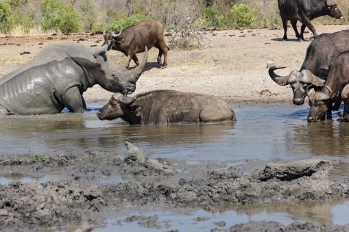 Saw this White Rhinoceros and Buffalo  whilst visiting  the famous Kruger National Park in South Africa.