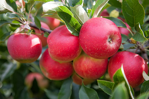 Vermelho brilhante maçãs - foto de acervo