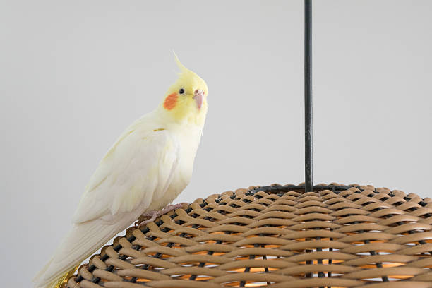 istock Cockatiel - Calopsita 485708600