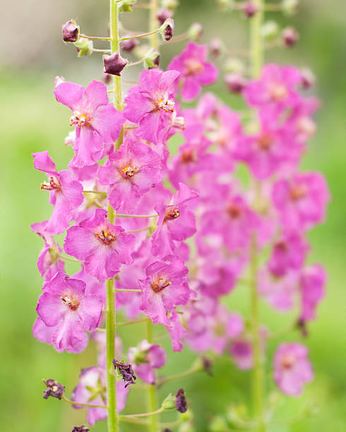 Flowers Verbascum phoeniceum in nature