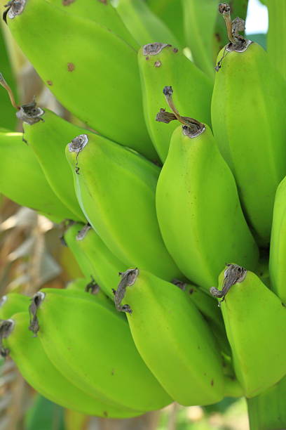 istock Plantains in Plant Close-up 485711018