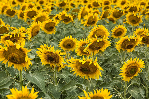 istock Sunflower Farm South Dakota 485711270