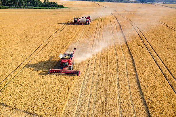 Combines and tractors working on the wheat field stock photo