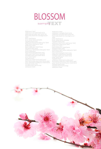 istock Plum Flowers or Cherry Blossom 485713770