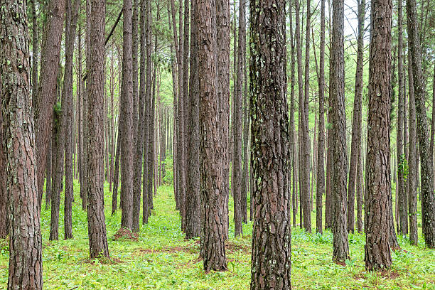 istock Close up of texture trunk in Pine forest 485714204