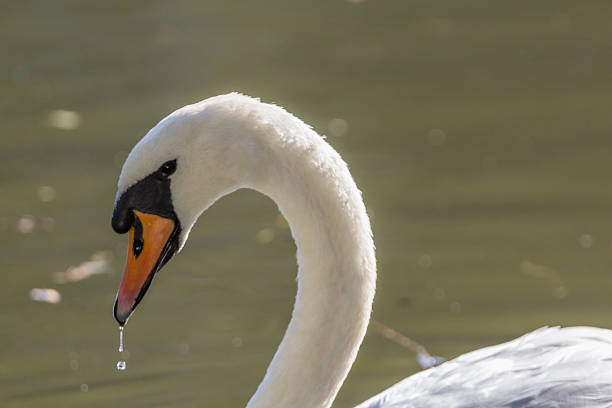 лебедь-шипун - water surface standing water swan mute swan стоковые фото и изображения