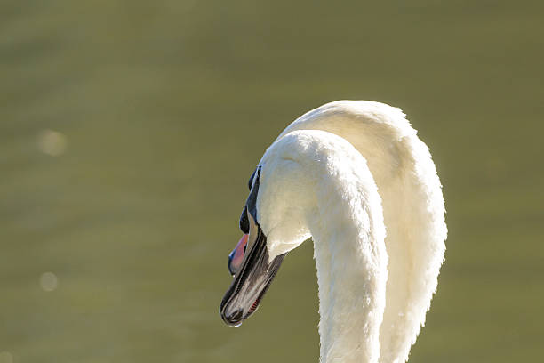 лебедь-шипун - water surface standing water swan mute swan стоковые фото и изображения
