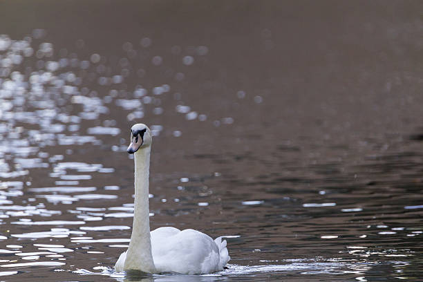 лебедь-шипун - water surface standing water swan mute swan стоковые фото и изображения