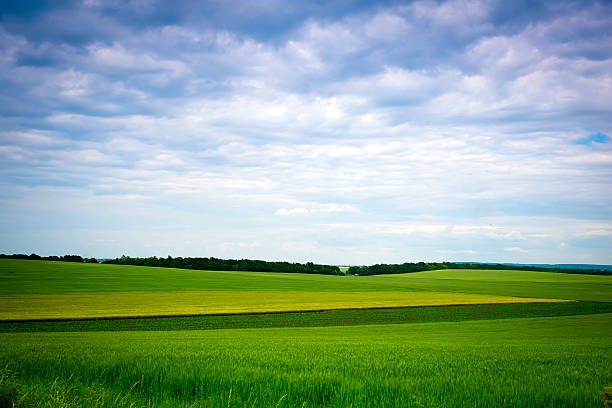 Green grassland and blue sky in summer. Classic Ukrainian landscape