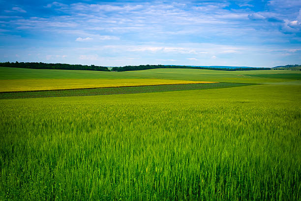 istock Green grassland and blue sky in summer 485714460