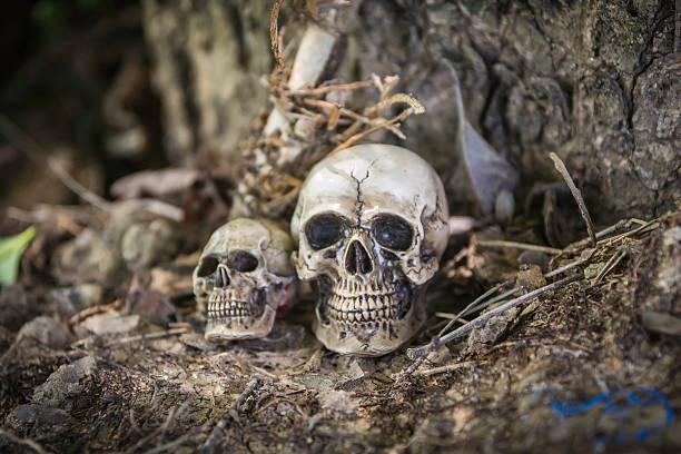 istock skull or skeleton of human photography 485714640