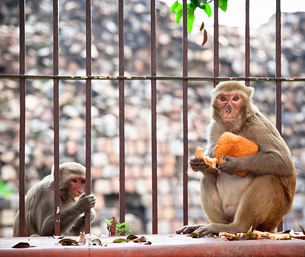 Monkeys in Delhi. In old part of Delhi you have groups of monkeys on the street. old delhi stock pictures, royalty-free photos & images