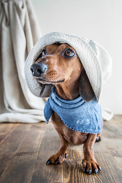 istock Red dachshund dog on wooden table 485715636