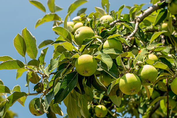 manzanas verde - crop sprayer granny smith apple insecticide apple orchard fotografías e imágenes de stock