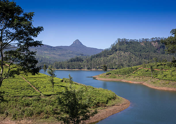 istock pang ung , reflection of pine tree in a lake 485717364