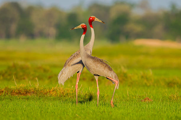 Paar Eastern Sarus Crane – Foto