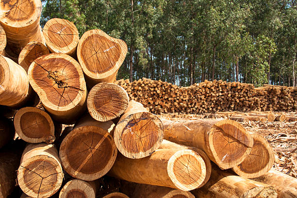 alberi di eucalipto - tree stump tree working environment foto e immagini stock