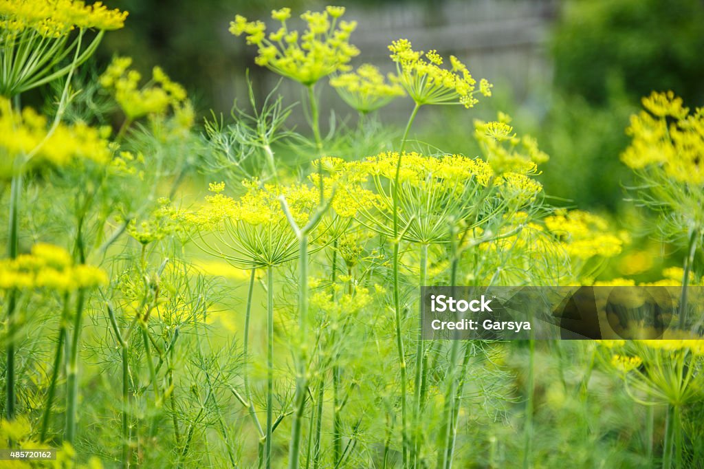Old dill grows in the garden Old dill grows in the garden in closeup Dill Stock Photo