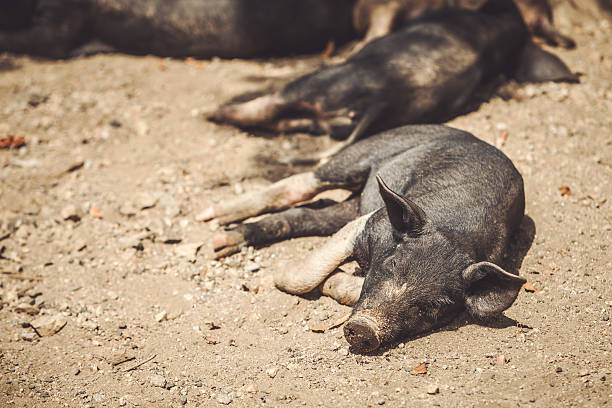 Wild pigs scratching in the ground