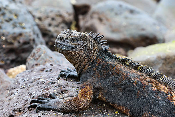 istock Marine Iguana In Galapagos Islands 485720522