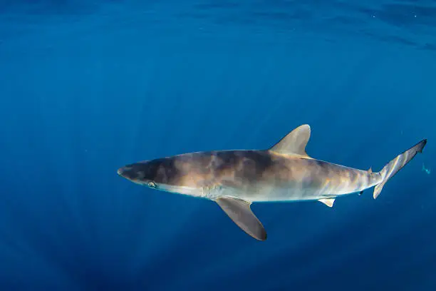 Photo of Silky Shark (Carcharhinus falciformis), in the blue