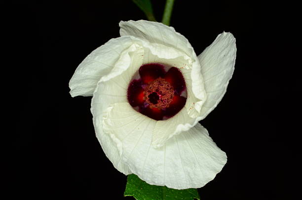 Opening white hibiscus flower with red center Macro of spiral arrangement of petals, as a flower opens. pine log state forest stock pictures, royalty-free photos & images