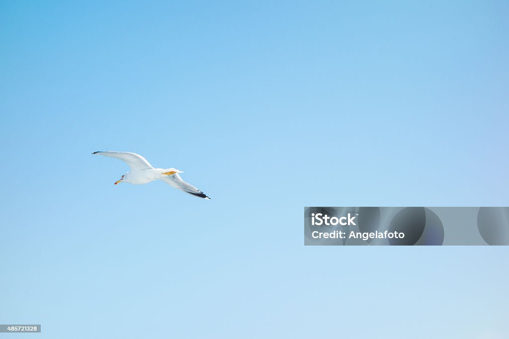 Seagull Flying in the sky 2015 Stock Photo