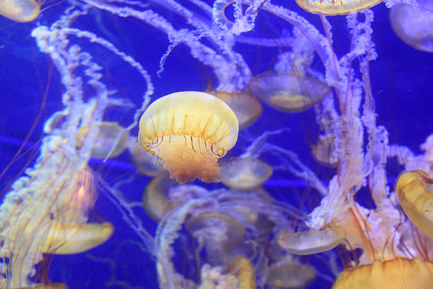 istock Pacific sea nettle jellyfish, Chrysaora fuscescens 485721602