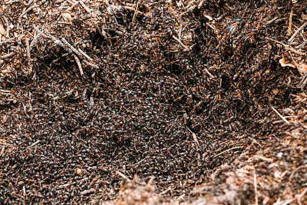 istock Background Of Red Ant Colony (Formica Rufa) 485721652