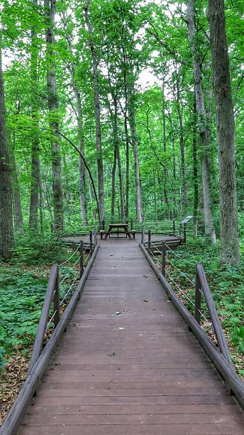 istock Long Wooden Boardwalk, Picnic Table in Forest, New York 485721732
