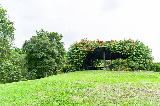 istock Singapore Botanical Garden Field 485721930