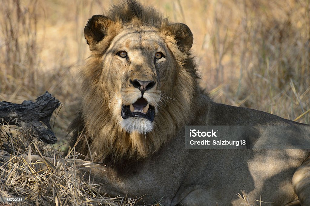 Big male Lion looking at camera 2015 Stock Photo