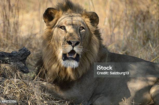 Big Male Lion Looking At Camera Stock Photo - Download Image Now - 2015, Animal, Animal Mane