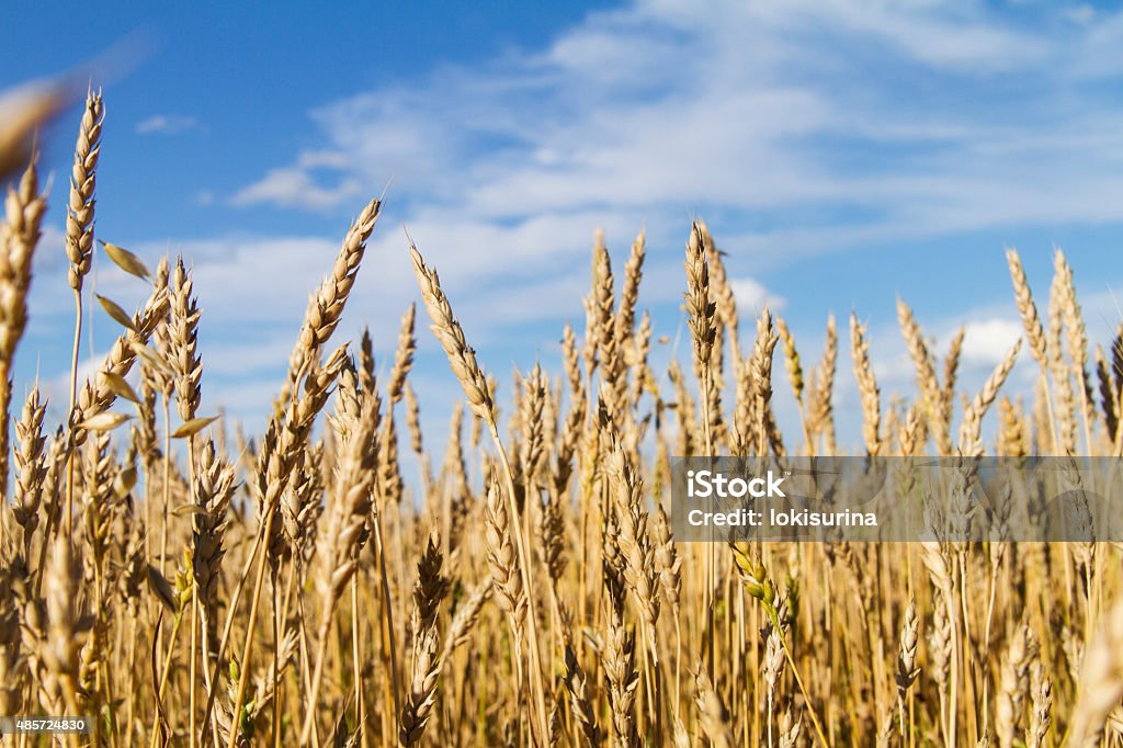 Orelhas de trigo e céu azul - Foto de stock de 2015 royalty-free