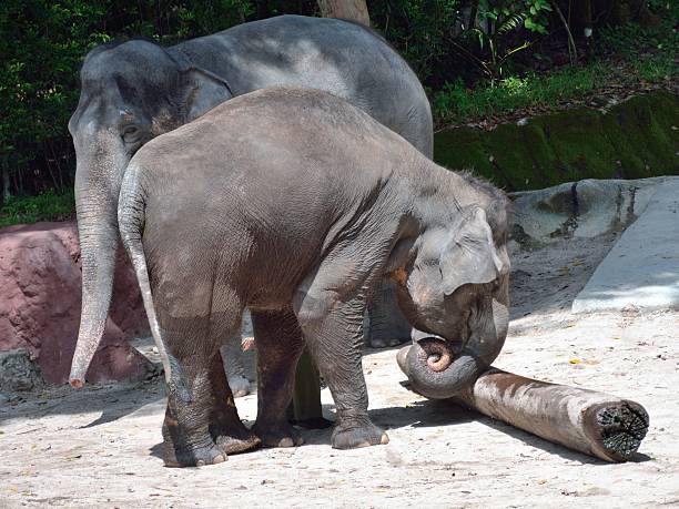 Asian elephant stock photo