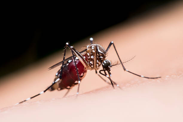 istock mosquito drinks blood out of man 485725340