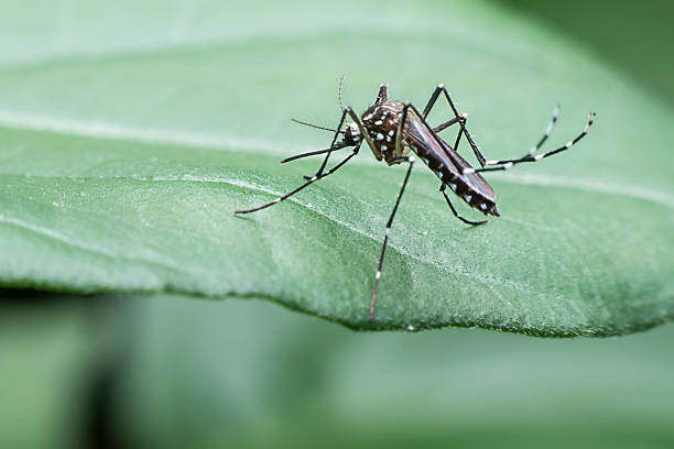 istock mosquito drinks blood out of man 485725404
