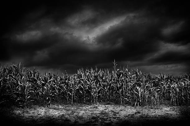 istock Cornfield in moonlight, Oswestry, Shropshire, England 485725420