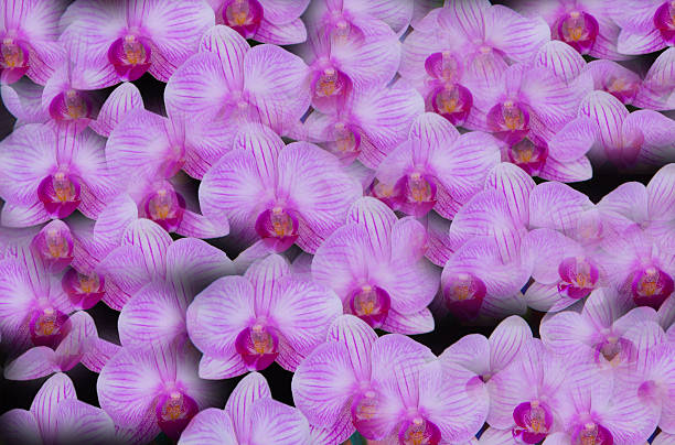 orchid de fondo - fressness fotografías e imágenes de stock