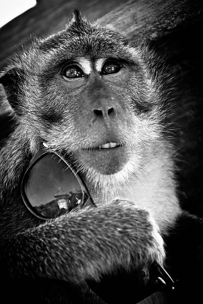 istock Portrait of a monkey from Sri Lanka 485725810