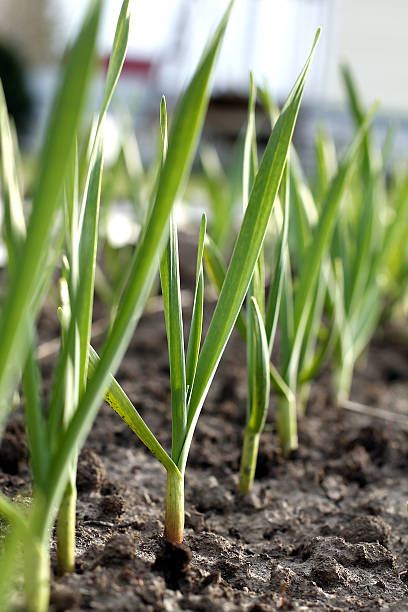 Field garlic stock photo