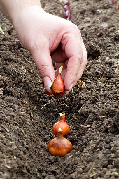 Woman's hand planting shallot stock photo