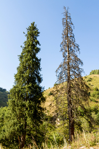 Two Tien Shan Fir Stock Photo - Download Image Now - 2015, Backgrounds ...