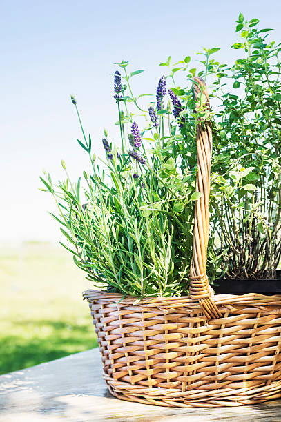 istock Lavandula basket  on garden table over nature background 485726926