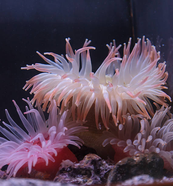 istock Pink anemone, Urticina crassicornis 485727138