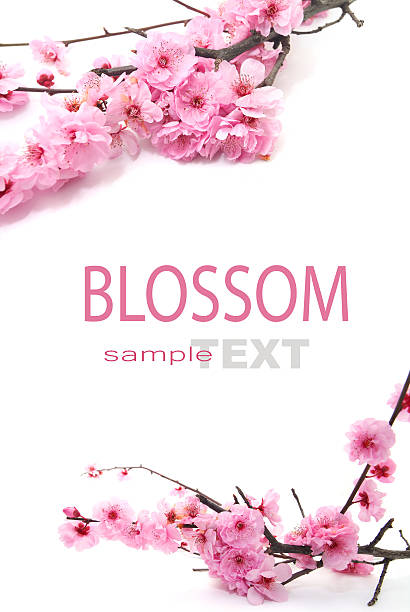 Plum Flowers or Cherry Blossom Plum Flowers isolated on white with copy space - best for Chinese New Year use flowering plum stock pictures, royalty-free photos & images