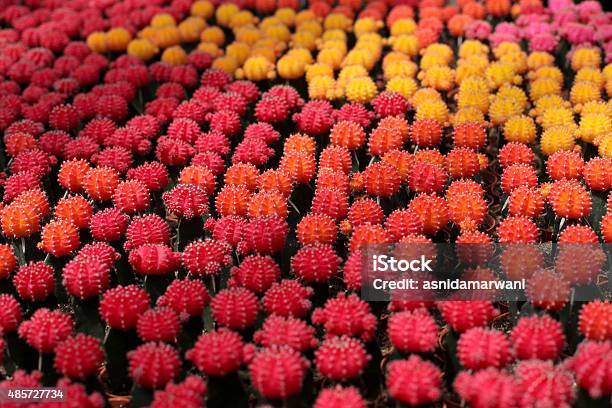 Close Up Beautiful And Colourful Cactus Stock Photo - Download Image Now - 2015, Backgrounds, Beauty