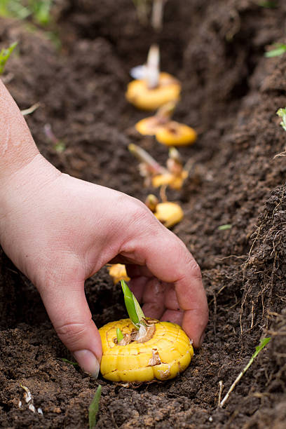 Woman's hand planting gladiolus bulbs with sprouts in garden stock photo