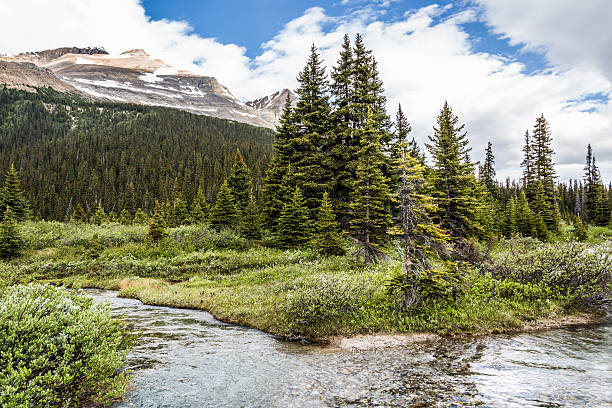 istock forest and river of the rocky mountains 485729118